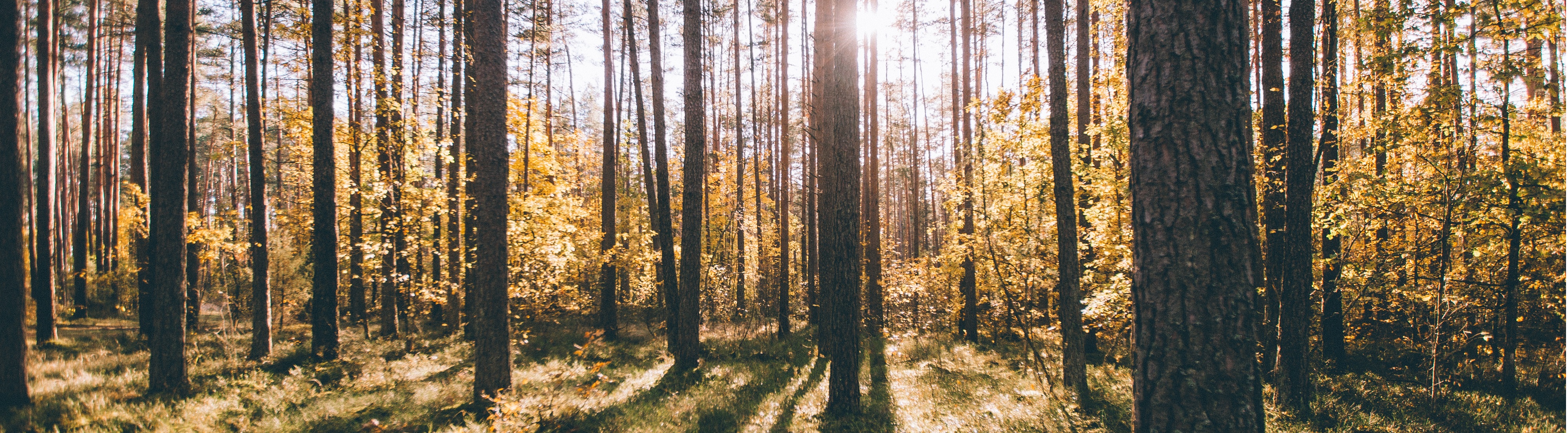 B2C klientų pardavimų konsultantas (-ė)