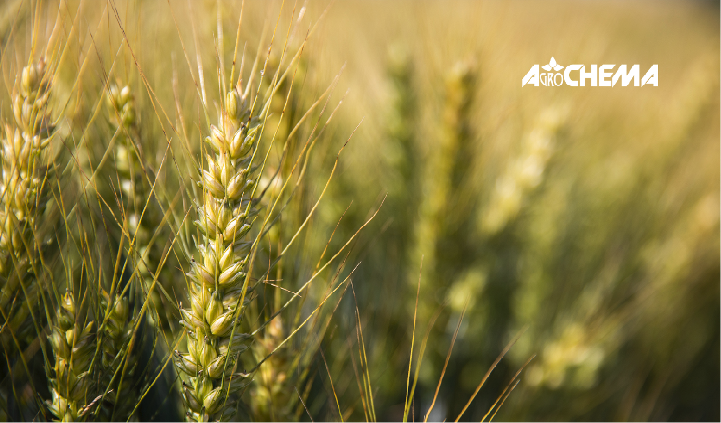 AGRONOMAS(-Ė)-KONSULTANTAS(-Ė) VAKARŲ-ŠIAURĖS REGIONE