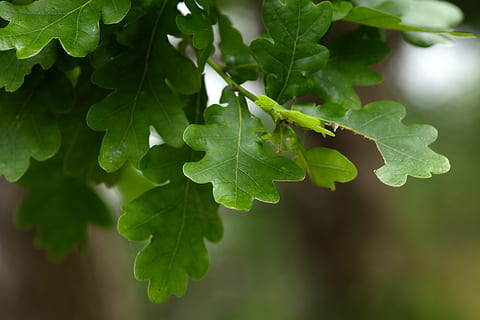 STALIUS (-Ė) – STAKLININKAS (-Ė) VILKIJOJE