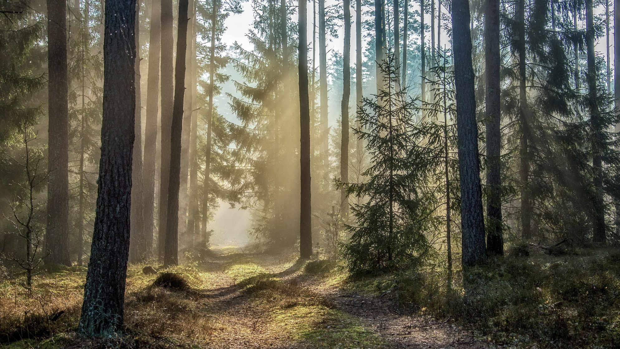 Darbuotojų saugos ir sveikatos specialistas (-ė) (Druskininkų RP, Prienų RP)(terminuota)